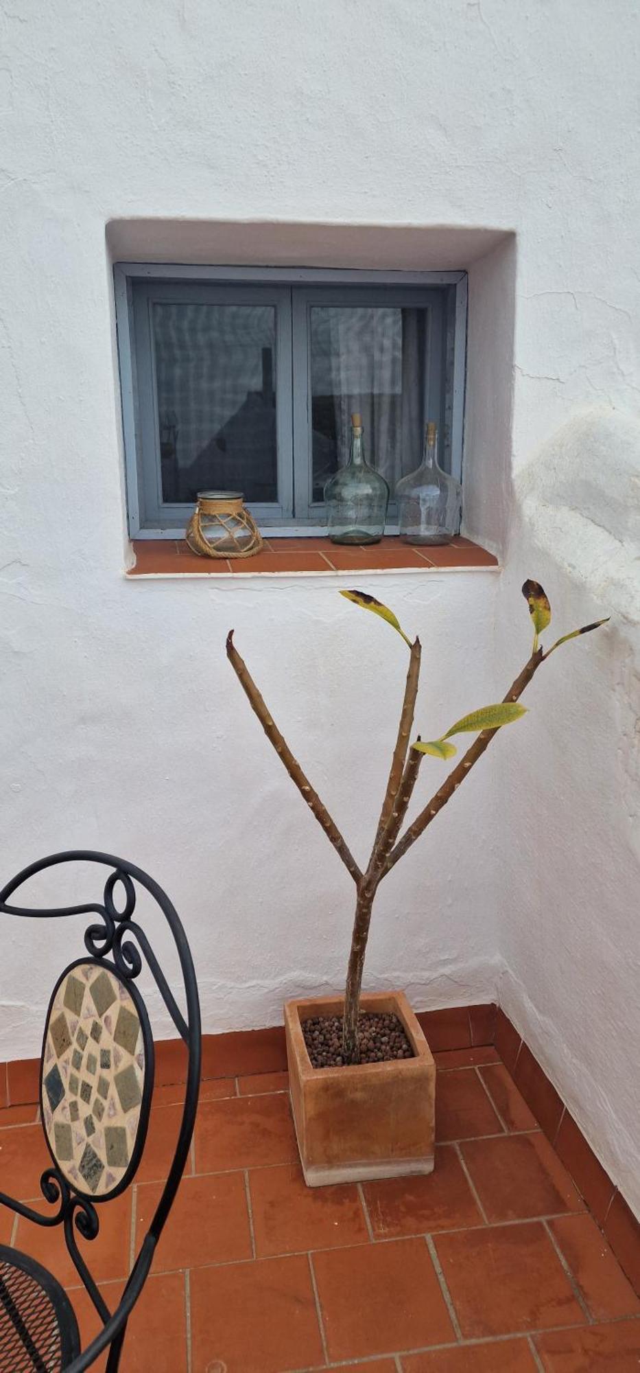 La Casa De Abuela Habitaciones Con Bano Compartido En El Casco Historico De Frigiliana "Solo Adultos" Exteriör bild